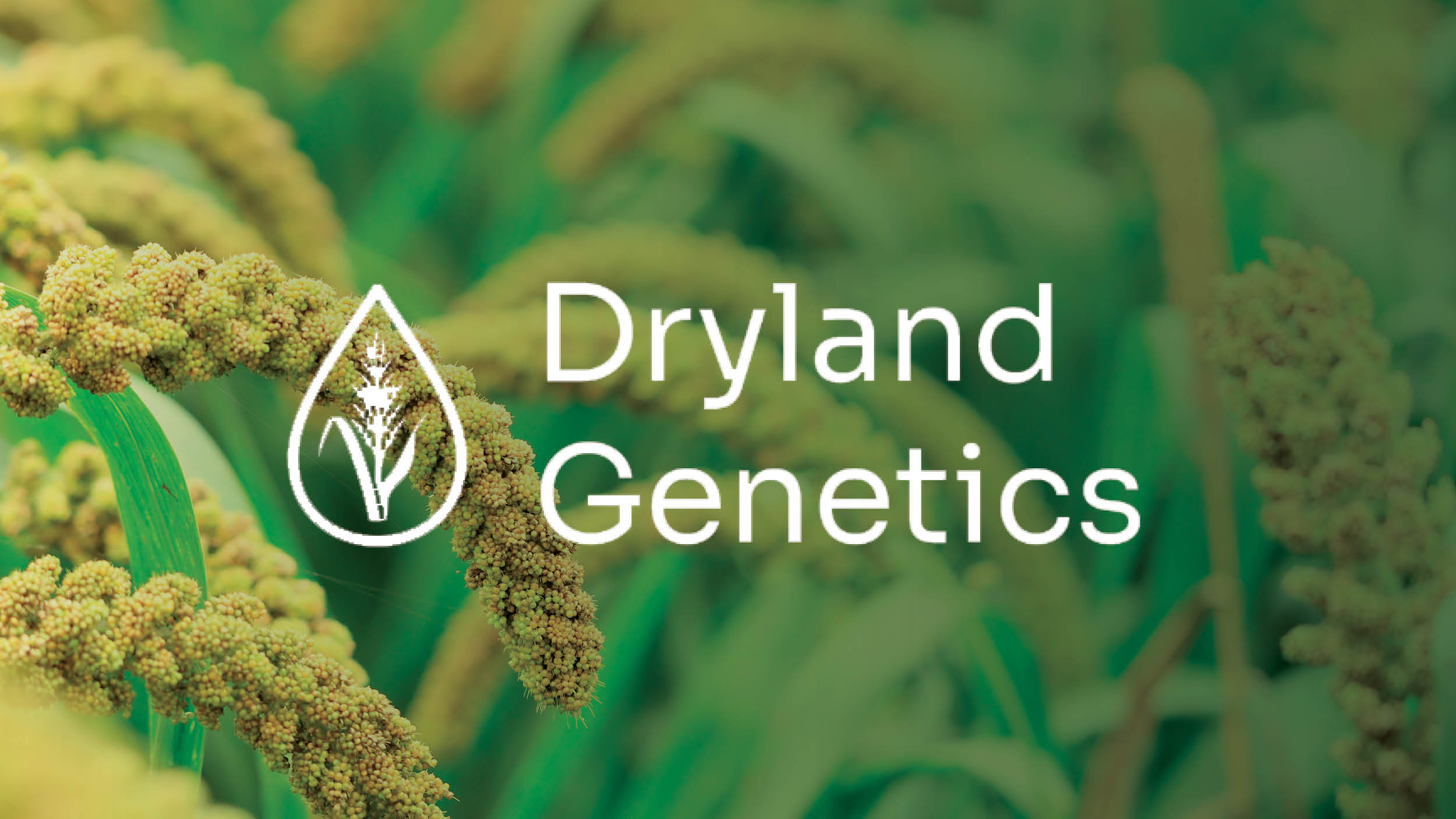 Dryland Develops DroughtResistant Proso Millet