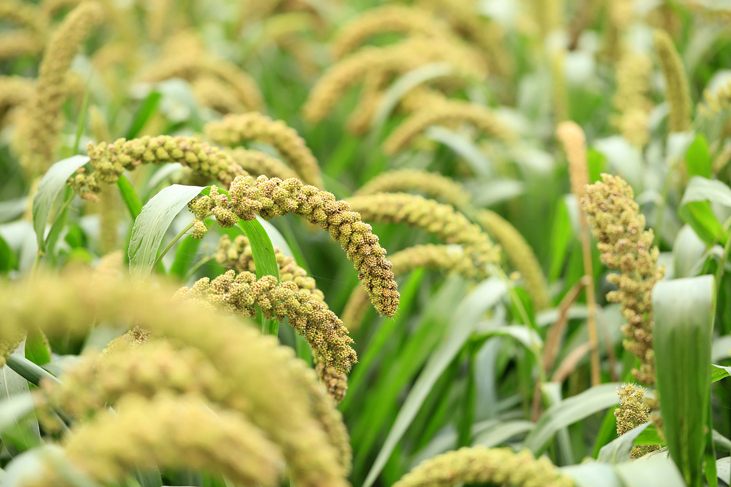 Dryland Develops DroughtResistant Proso Millet